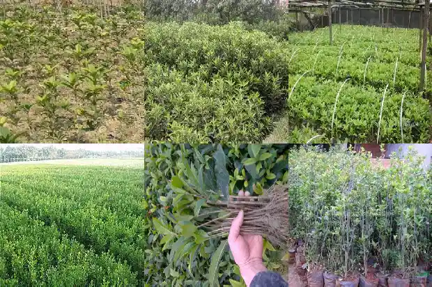 桂花值钱吗1683594921779