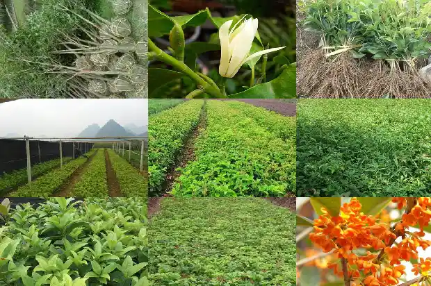 桂花与什么茶一起泡好1689035516701
