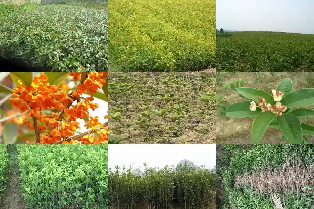 桂木和桂花树的区别1683594949102