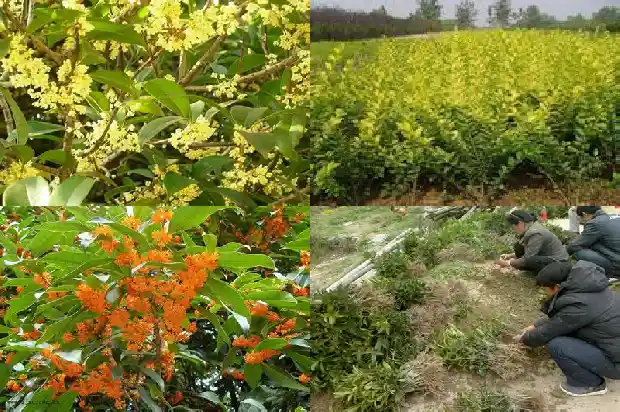 桂木和桂花树的区别1683594949198