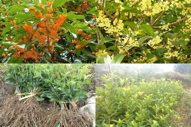 木桂花和桂花是一个品种吗?1683594957338