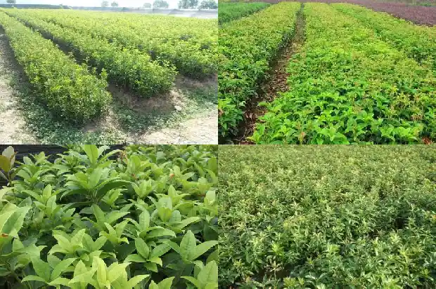 木桂花和桂花是一个品种吗?1683594957386