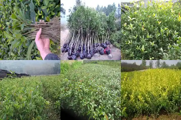 桂花是不是灌木1683594977232
