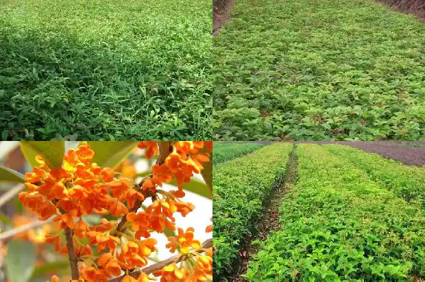 桂花是不是灌木1683594977280