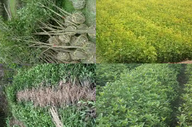 桂花是不是灌木1683594977328