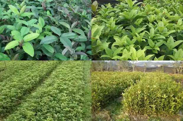 桂花是不是灌木1683594977375