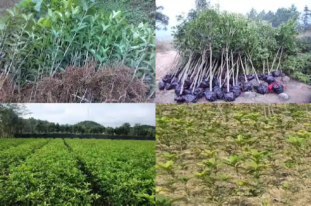 桂花树木材的优缺点分析1683594989204