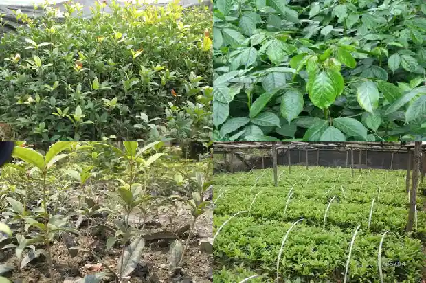 桂花树木材的优缺点分析1683594989252