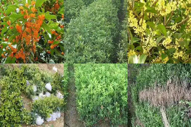 桂花树木材的优缺点分析1683594989300