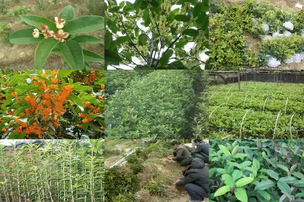 桂花收购价格标准1690504639835
