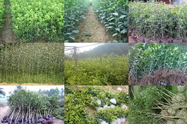 月经桂花可以泡水喝吗1689035611172