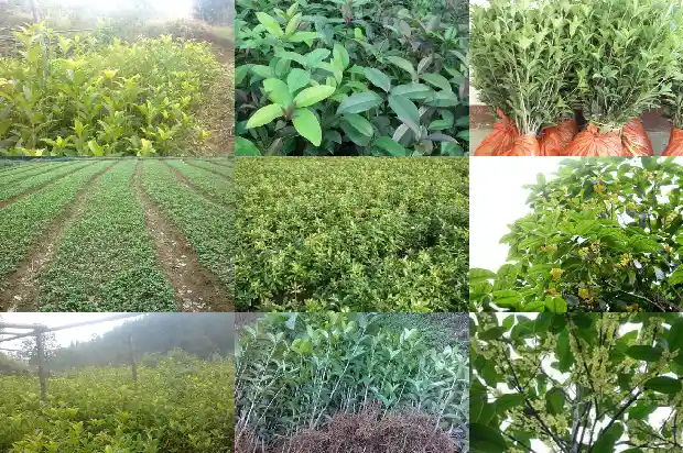 桂花树木材可做雕刻?1683595033325