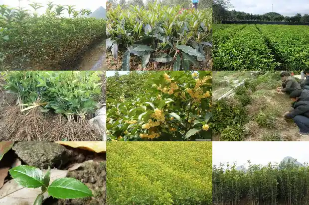 桂花树木材的风水禁忌1683595050727