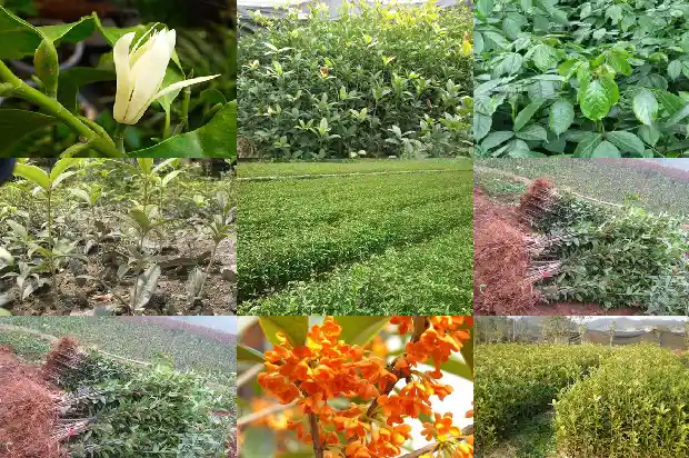 桂花树木湿木容易开裂吗1683595062449