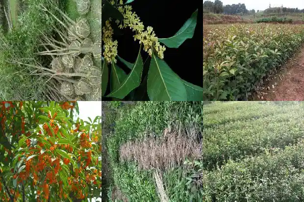 桂花树木湿木容易开裂吗1683595062496