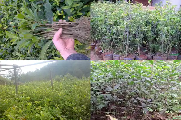 桂花树开白花1689034934970