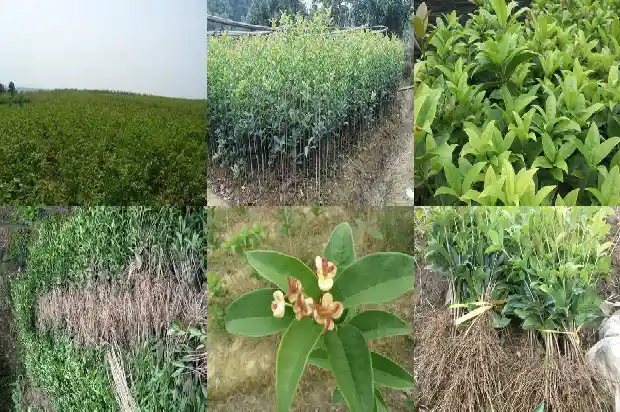 桂花木材的用途有哪些1683595085287