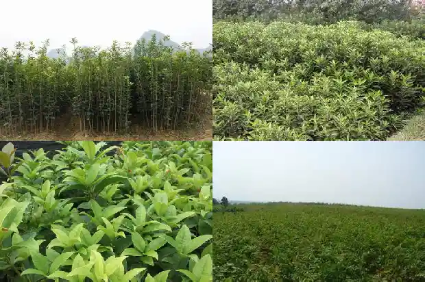 桂花木料能做什么1683595092846
