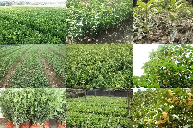 桂花木料能做什么1683595092894