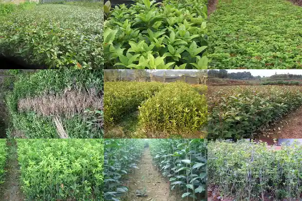 桂花木可以做什么1683595100318
