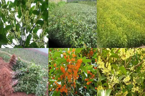 桂花木可以做什么1683595100366