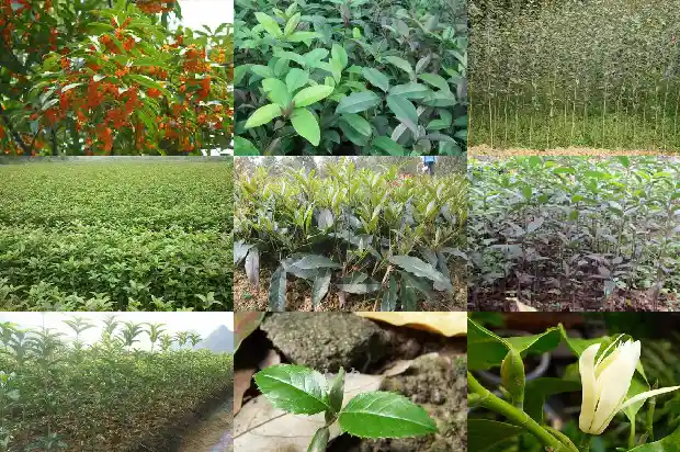 桂花木头的作用是什么1683595107937