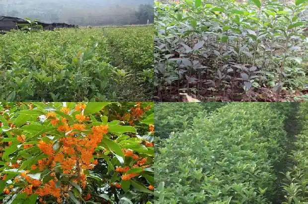桂花是几级保护植物1683595117782
