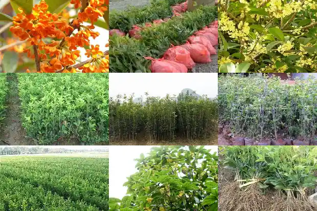 桂花是几级保护植物1683595117830