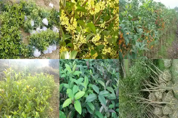 桂花是几级保护植物1683595117877