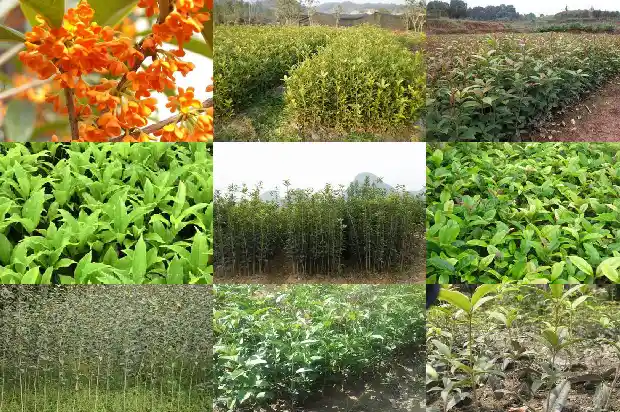 桂花木弹弓怎么样1683595129551