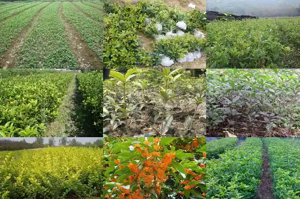 桂花木弹弓怎么样1683595129646