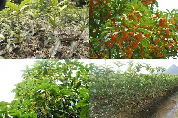 桂花木材会开裂吗怎么办1683595147439