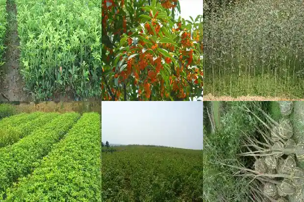 桂花木材适合做什么生意1683595157153