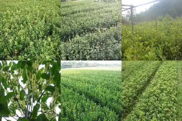 桂花木有香味吗?1683595168991