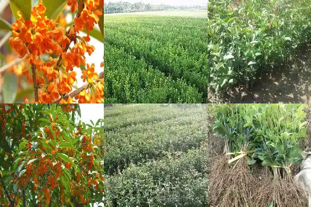 桂花木有香味吗?1683595169039