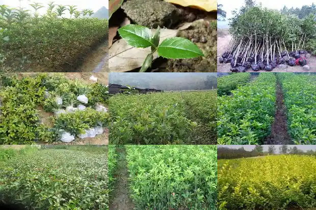 哪种桂花是可以食用的1689577017515