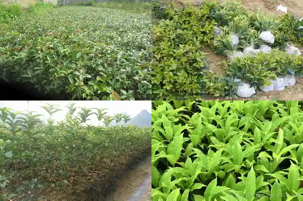 桂花木有香味吗?1683595169135