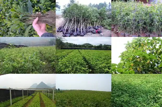 桂花树是什么木质1683595177119