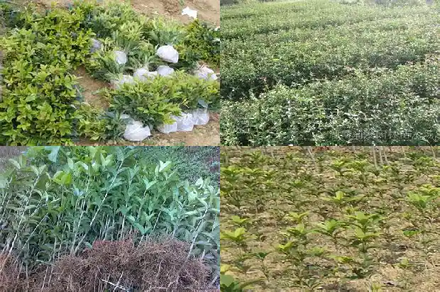 山桂花木材材质有哪些优点1683595185054