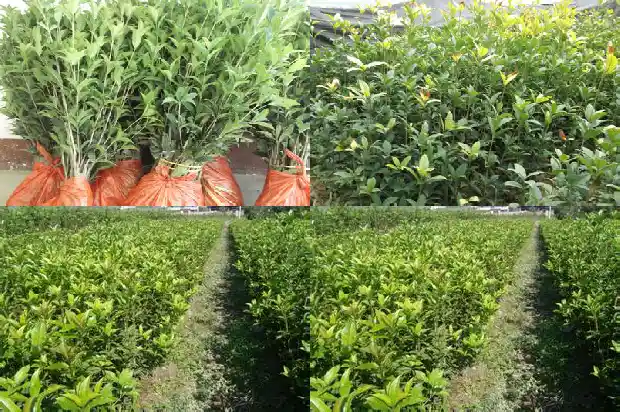 山桂花木特性和用途是什么1683595197640