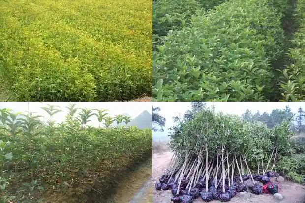 山桂花木特性和用途是什么1683595197688