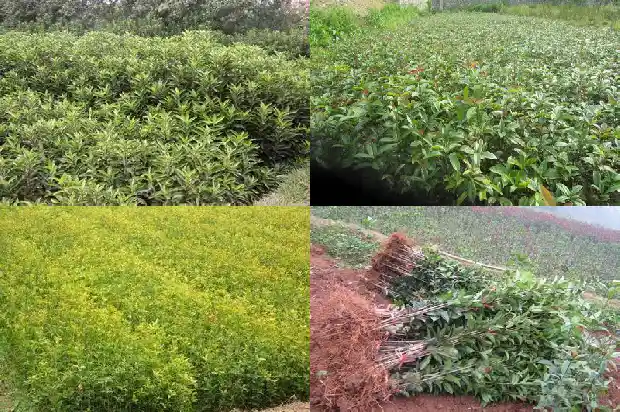 山桂花木特性和用途是什么1683595197736