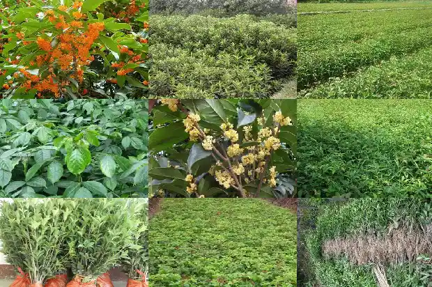 山桂花木能做什么1683595209357