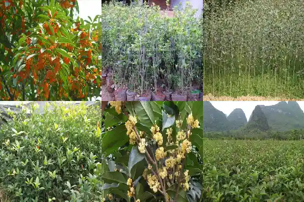 山桂花木能做什么1683595209405