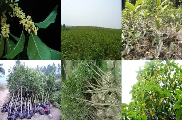 山桂花木能做什么1683595209453