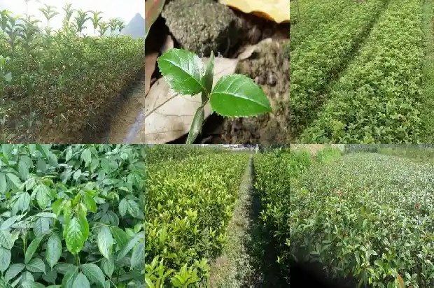 桂花的观赏特性及园林用途1683595217332