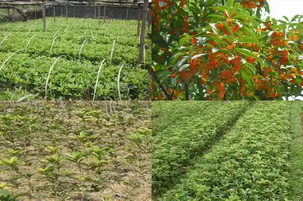 桂花树材质怎么处理不会干裂1683595229040