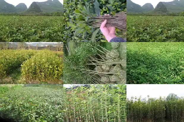 桂花树材质怎么处理不会干裂1683595229135