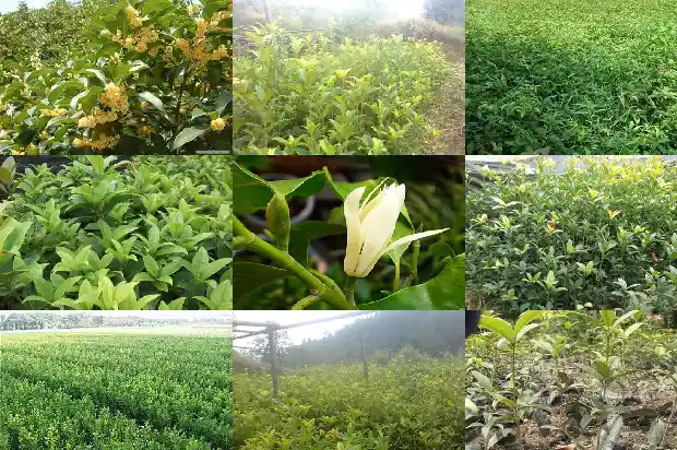 桂花树材质怎么处理不会干裂1683595229183