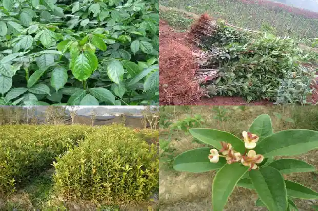桂花木化石 价格行情1683595248710